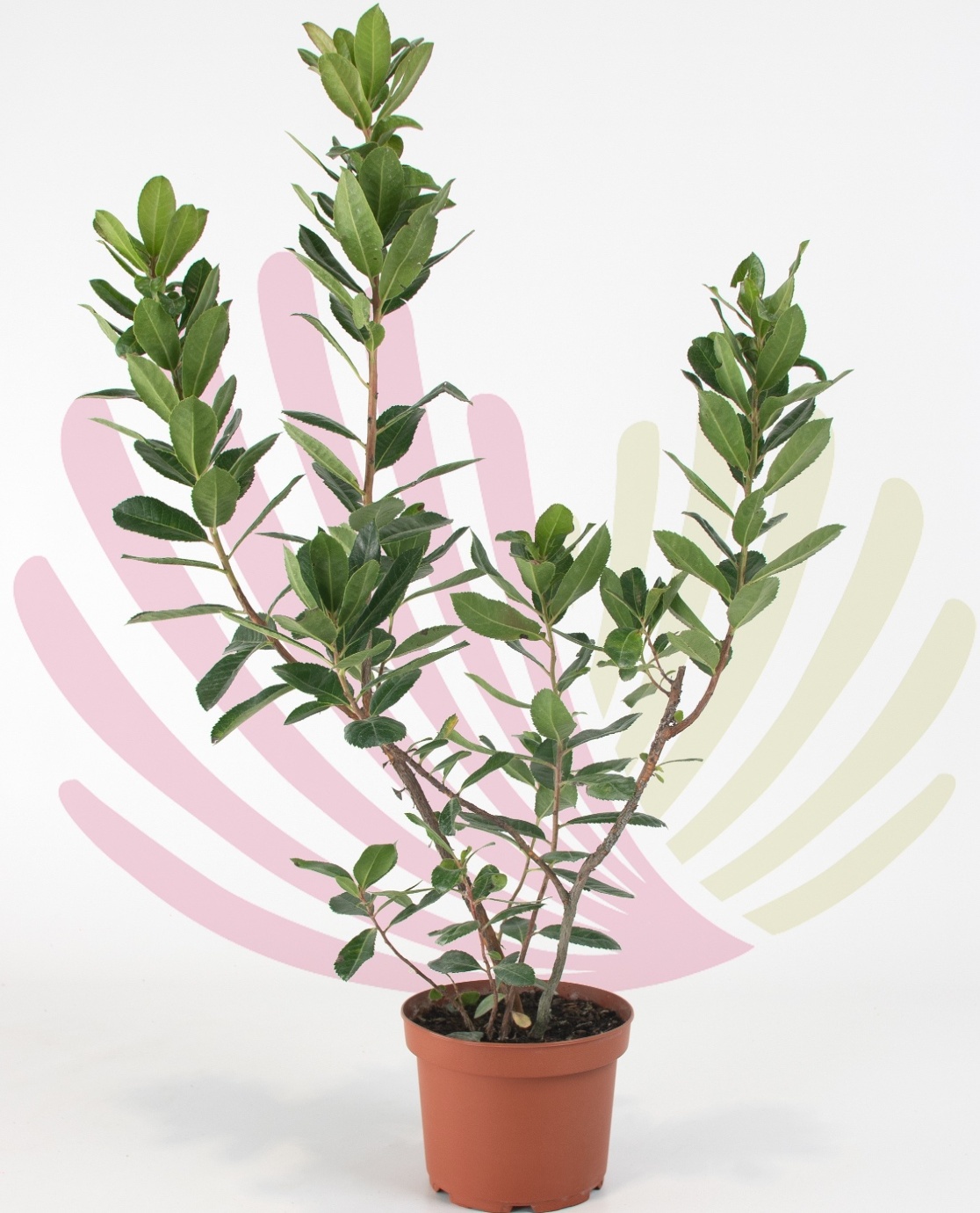 Arbutus unedo - P020010V0025Z00010